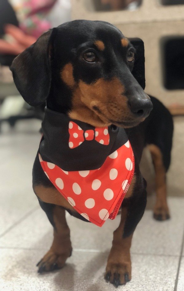 Producto - BANDANA DOBLE