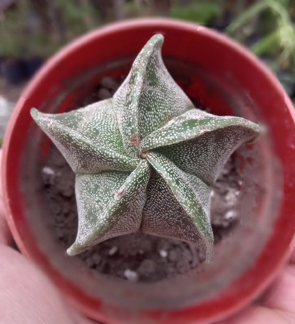 Producto - Astrophytum - 4