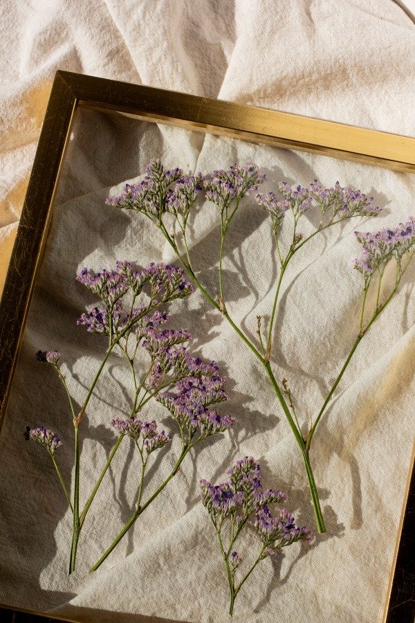 Producto - Limonium