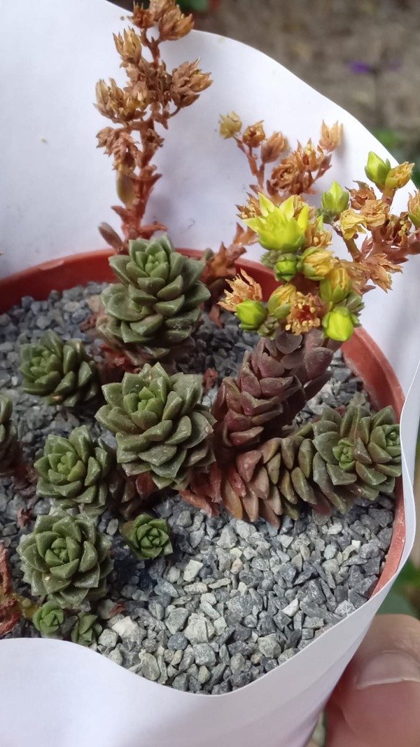 Producto - Cremnosedum Little Gem - 1