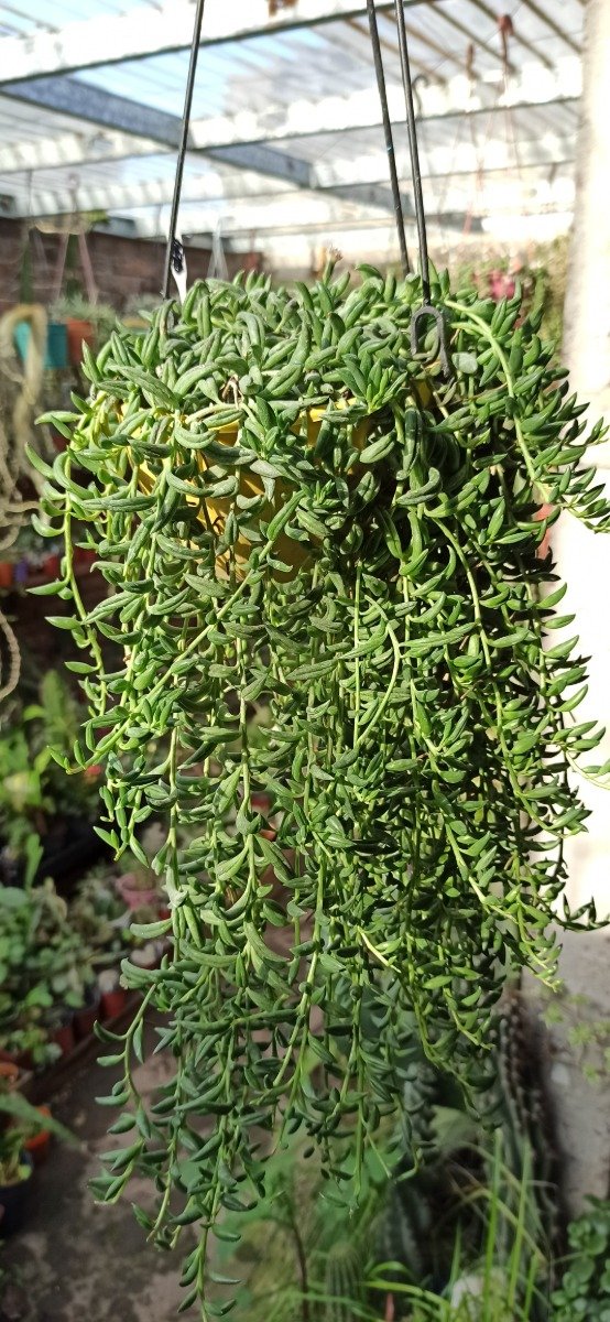 Producto - Senecio radicans