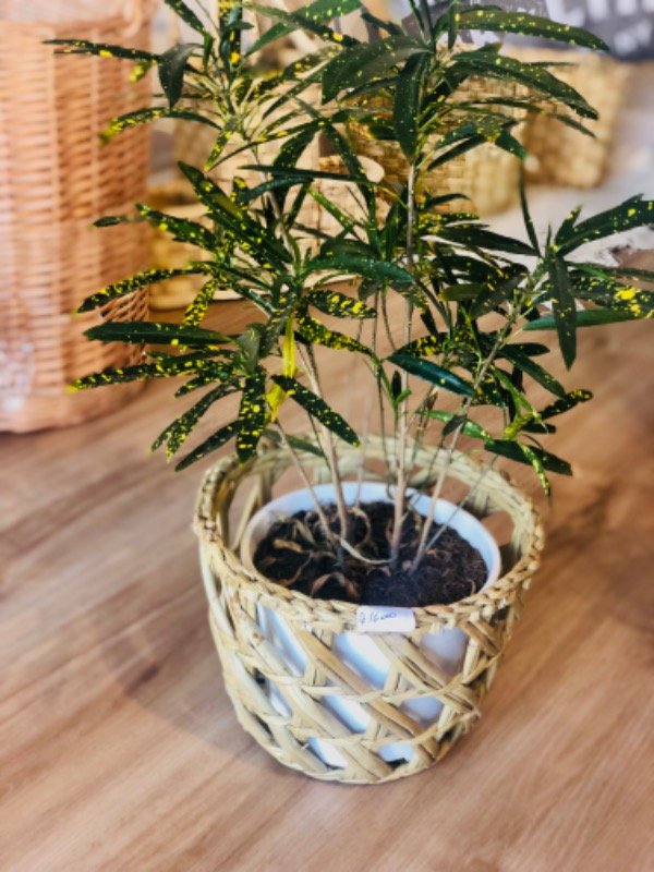 Producto - Canasto rombo chico