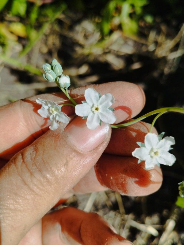 Producto - Omphalodes linifolia