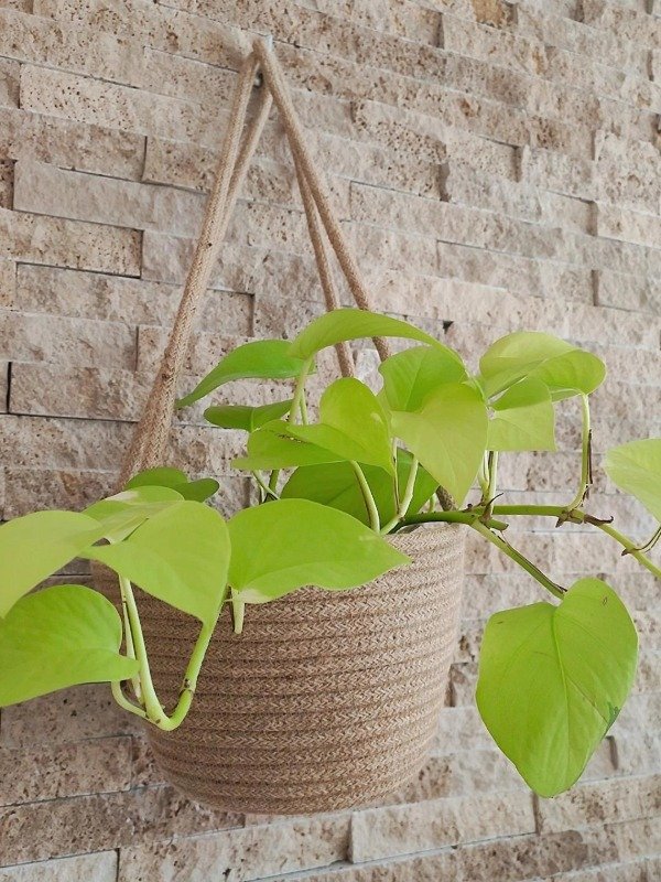 Producto - Cesto de yute macetero colgante