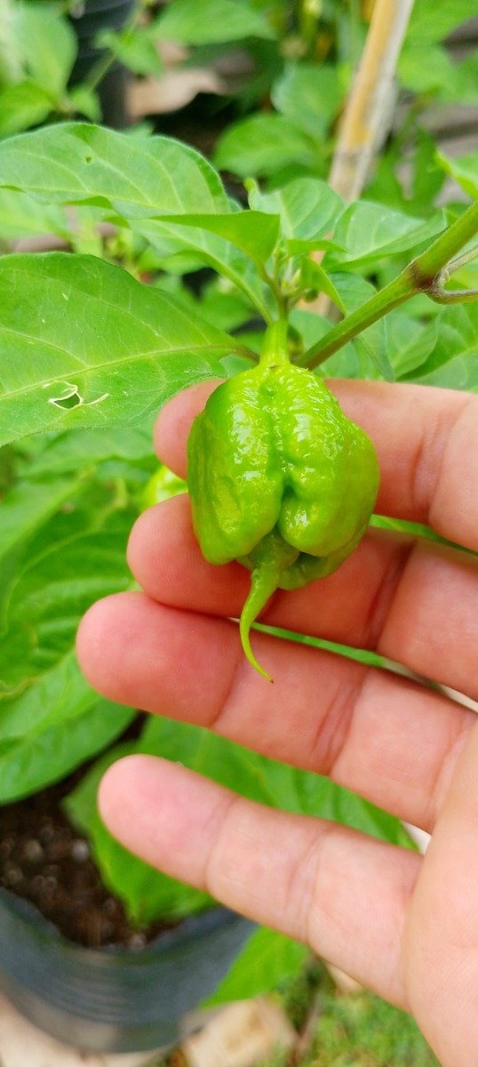 Miniatura de producto - 2
