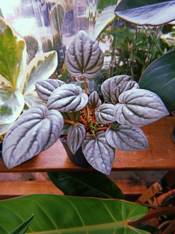 Producto - PEPEROMIA CAPERATA SILVER