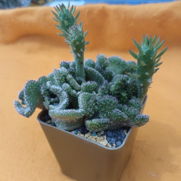 Miniatura de producto - 10