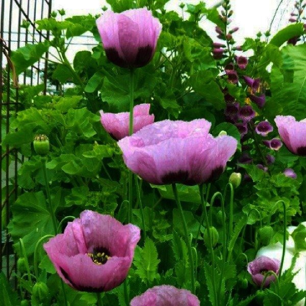 Producto - Amapolas de troya - Papaver setigerum