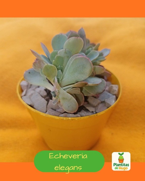 Producto - Echeveria elegans