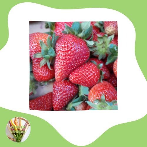 Producto - Frutillas