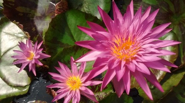 Producto - Nymphaea MIAMI ROSE (mediana)