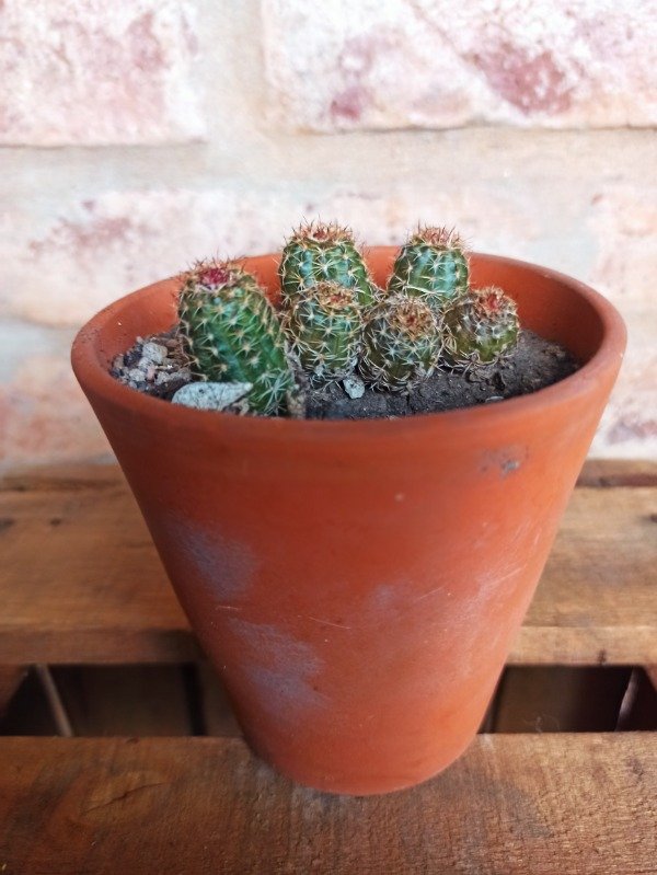 Producto - SULCOREBUTIA