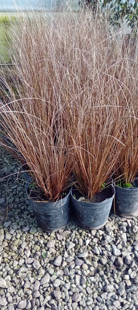 Producto - Carex