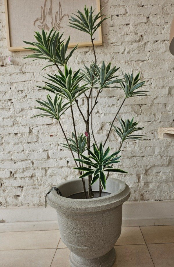 Producto - DRASSENA  150 cm