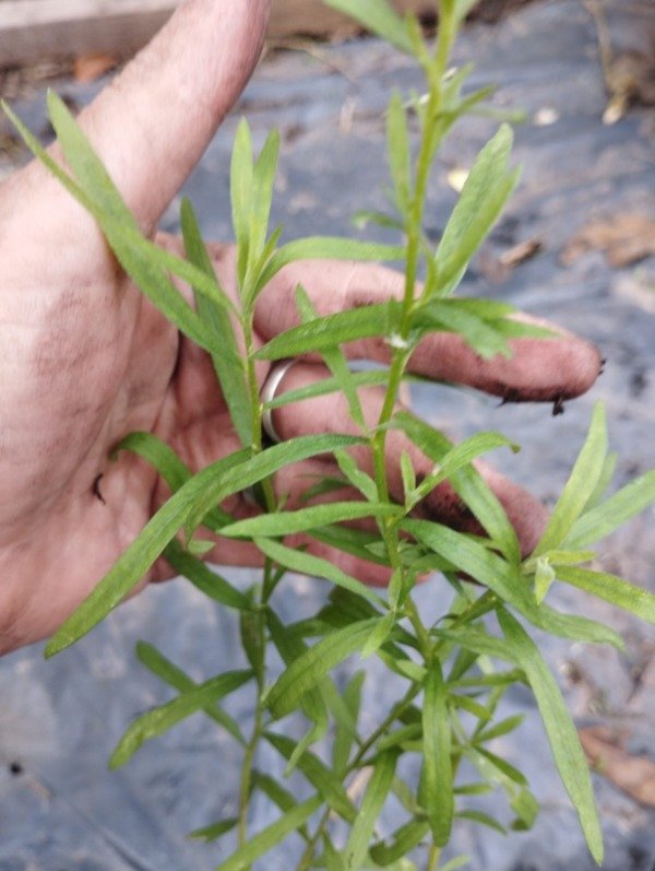 Producto - Estragón