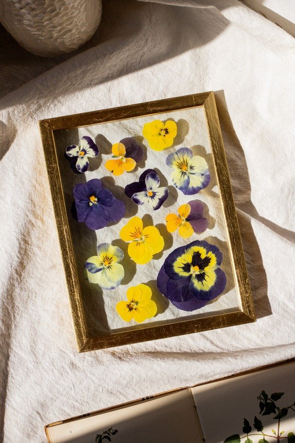 Producto - Violas