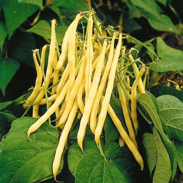 Producto - SEMILLAS DE CHAUCHA AMARILLA CHEROKEE YELLOW WAX BUSH BEAN