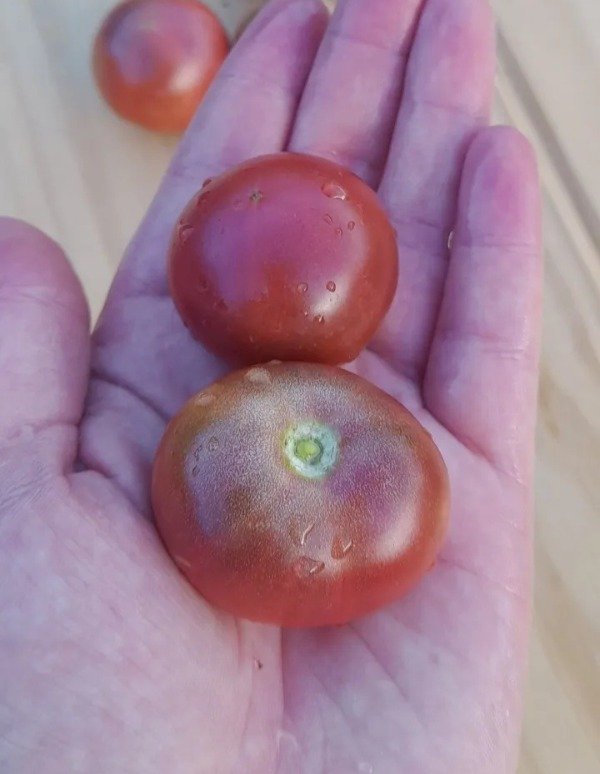 Producto - 15 Semillas De Tomate Enano Velvet Night - 1