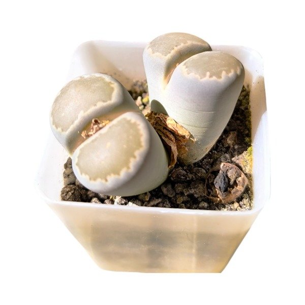 Producto - Lithops olivacea