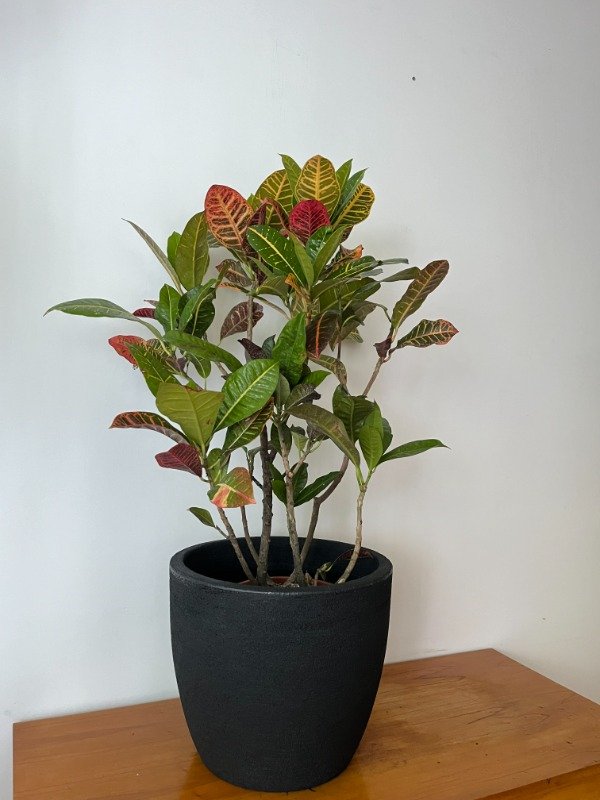 Producto - Croton Petra Grande