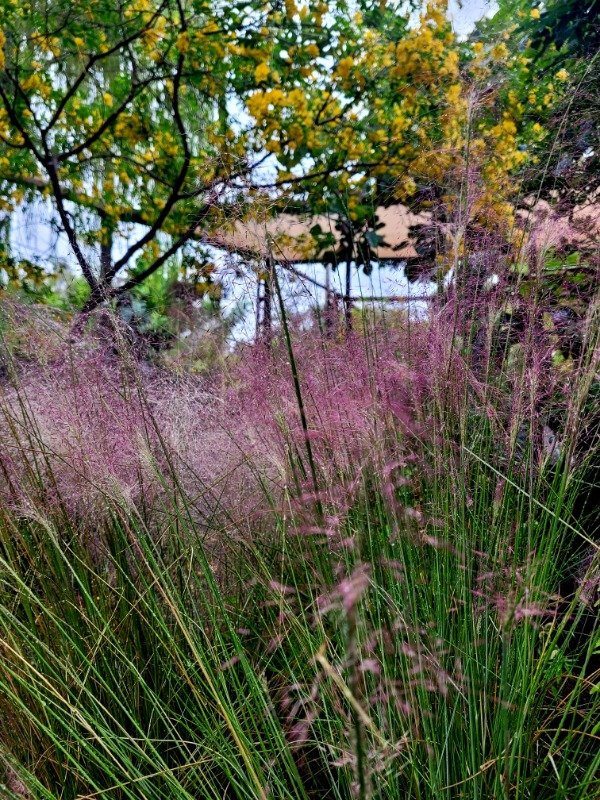 Producto - Muhlembergia Capilaris o Pasto Rosa