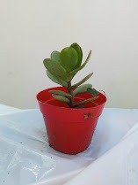 Producto - aloe vera maceta n12 soplada + 1 arbol de jade maceta n8