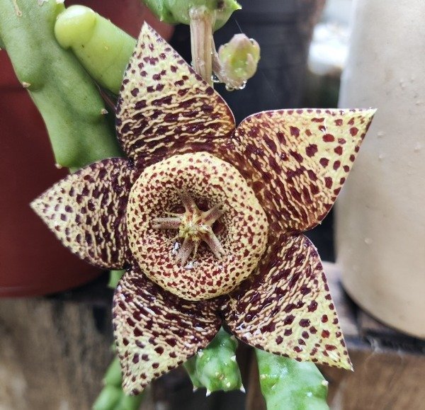 Producto - Orbea variegata M8 - 0