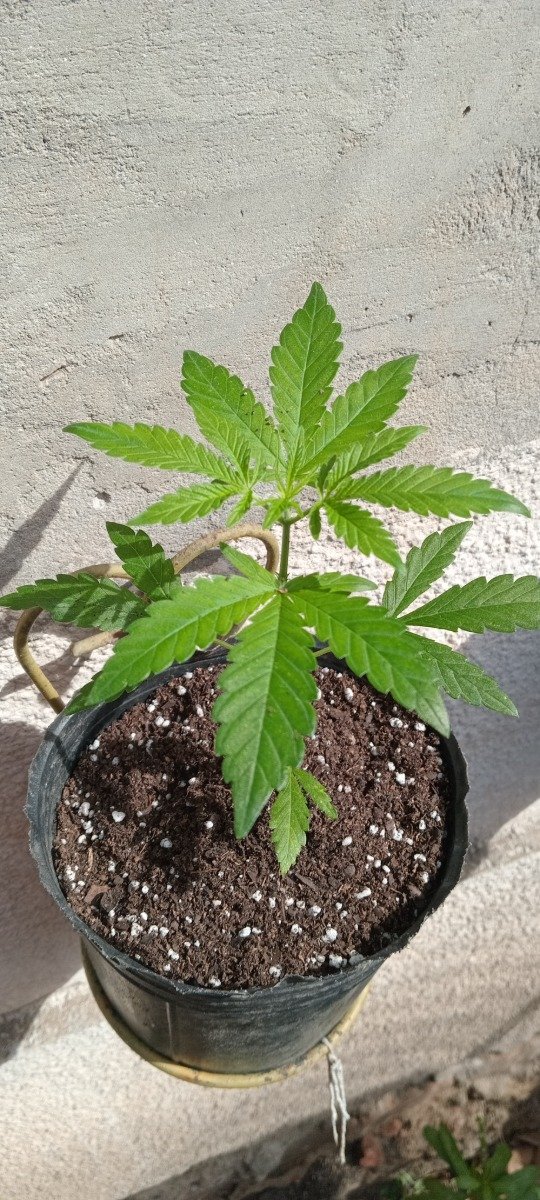 Producto - PLANTIN MACETA