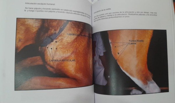 Producto - Castro: Bases para la Terapia Neural en Caninos y Felinos - 9
