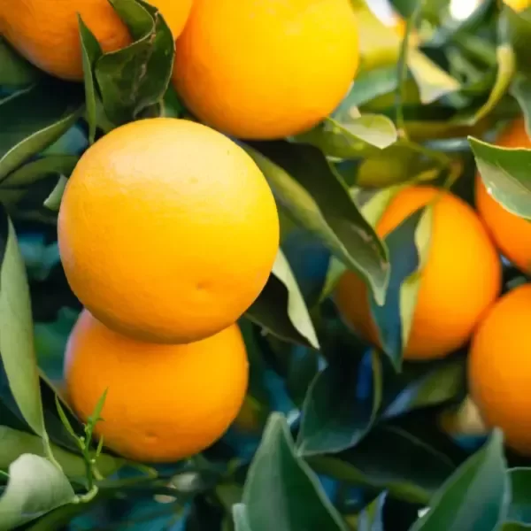 Producto - Naranjo dulce