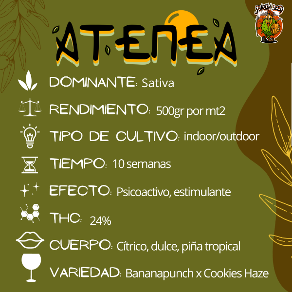 Producto - SEMILLA SPARTAN ATENEA - 0