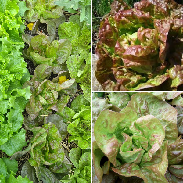 Producto - Lechuga Morada