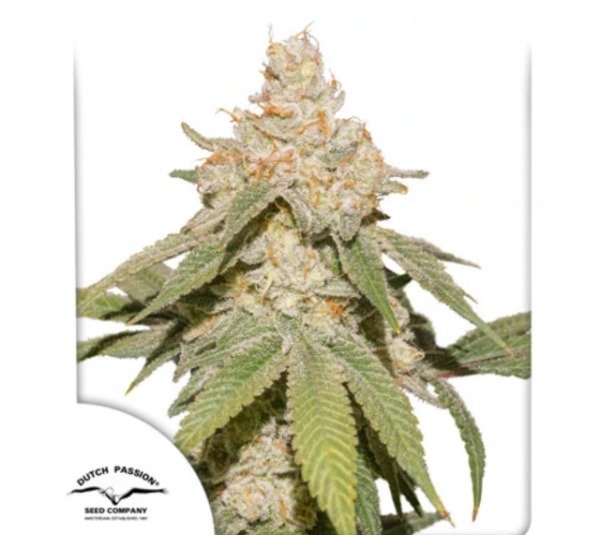 Producto - CBD Auto Charlottes Angel