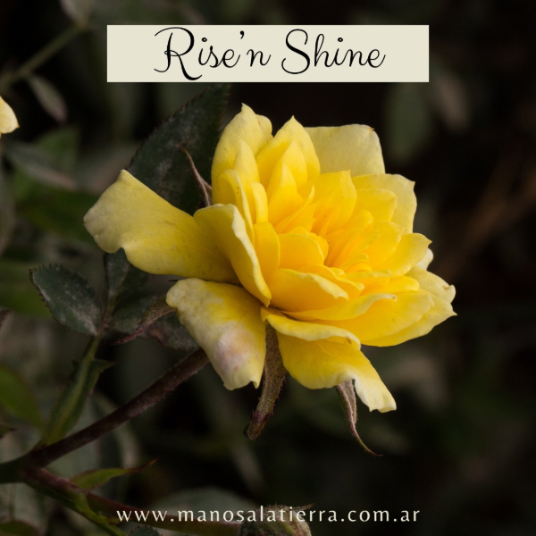 Producto - Rosal Rise'n Shine