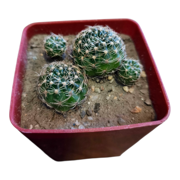 Miniatura de producto - 1