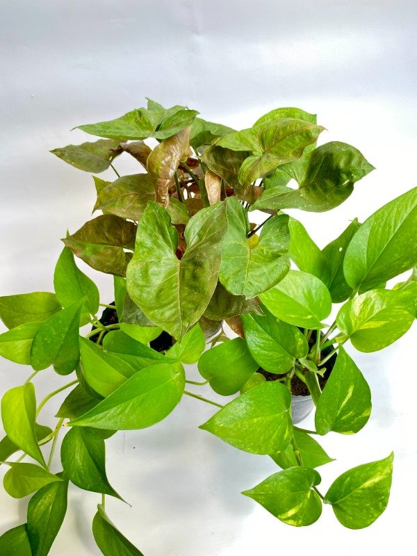 Producto - PROMO INTERIOR - Syngonium María, Potus limón, Potus clásico -