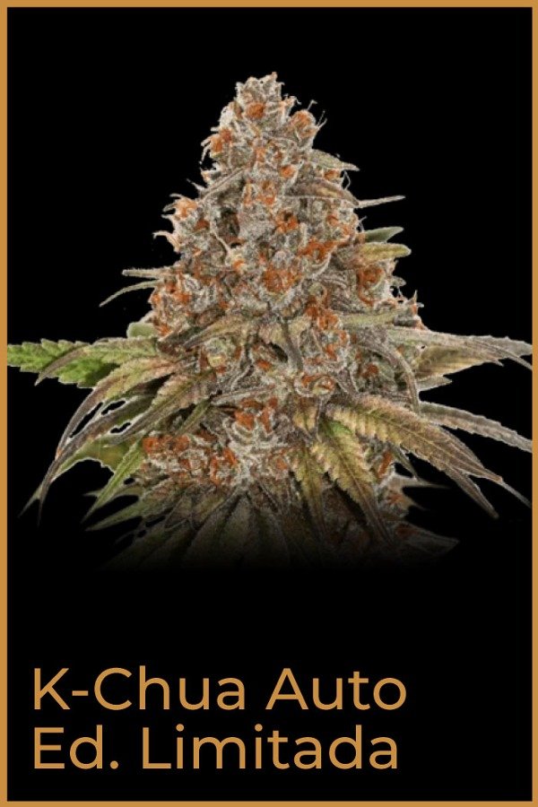 Producto - K chua x3 (+1) Kannabia