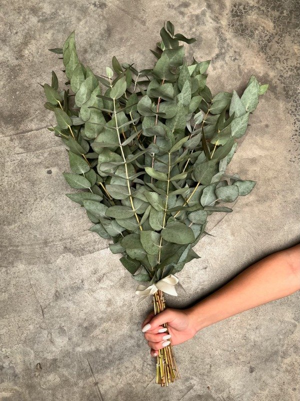 Producto - Ramo Eucalipto Fresco