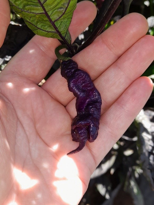 Producto - 10 Semillas de Ají Jay's Pink Purple - 5