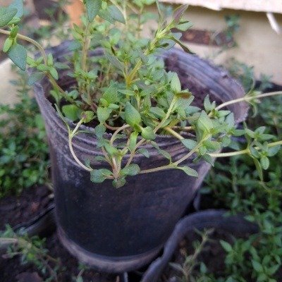 Producto - Tomillo s12