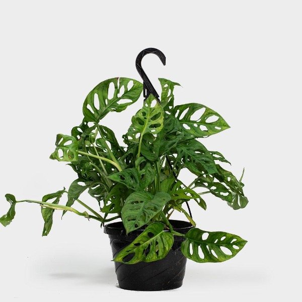 Producto - Philodendron peruviano