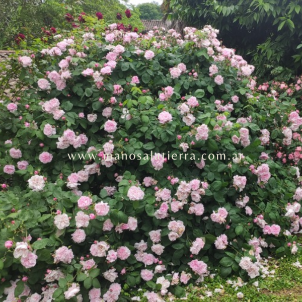 Producto - Rosal Fantin Latour - 9