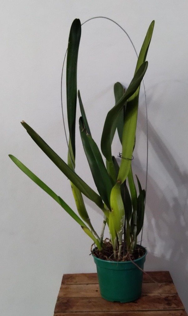 Producto - Laelia Purpurata Roxo-Violeta - 3