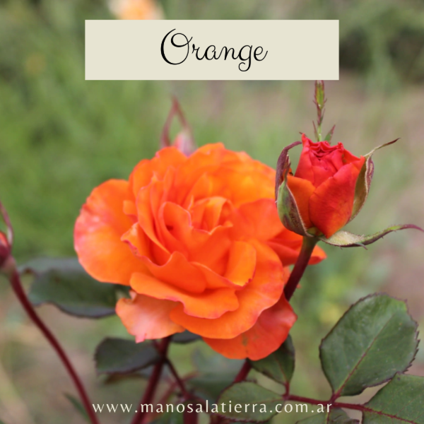 Producto - Rosal Orange