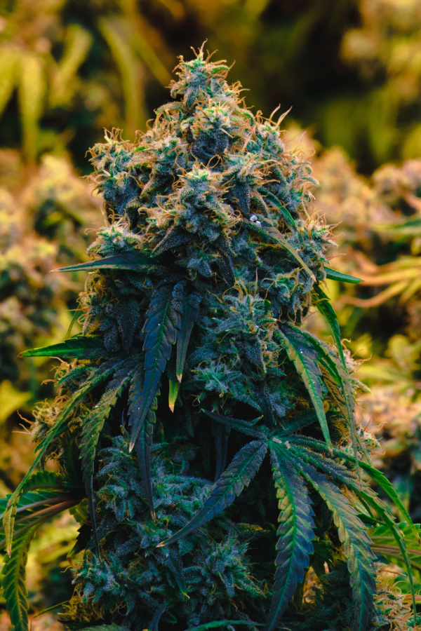 Producto - CANNOLI CREAM X3 - SE+ SEEDS
