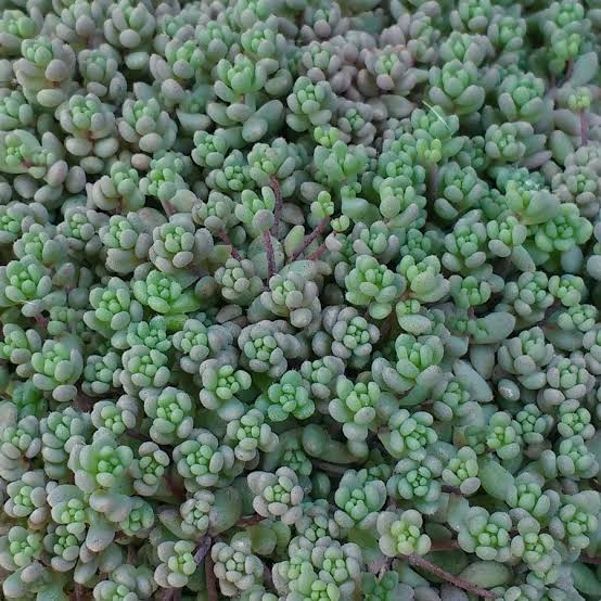 Producto - Sedum dasyphyllum 0,75 L (M12) - 0