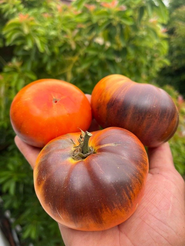 Producto - SEMILLAS DE TOMATE KING BLUE INDIGO BICOLOR