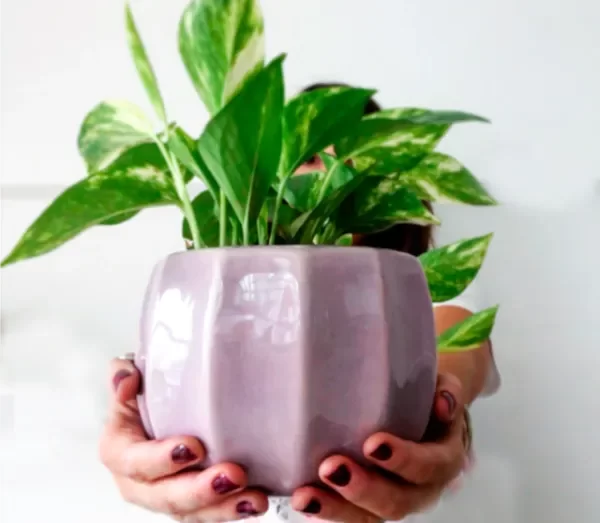 Producto - MACETA FLORA