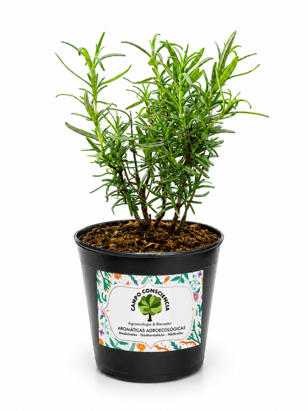 Producto - Plantín de Romero - Maceta M12