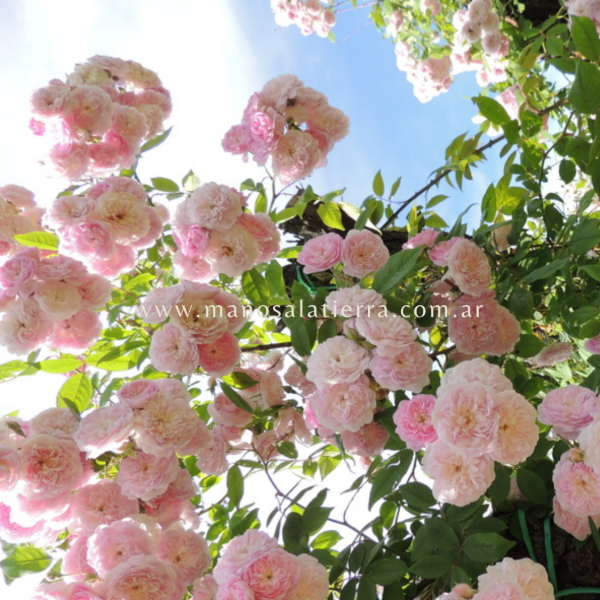 Producto - Rosal Clg. Laure Davoust - 6